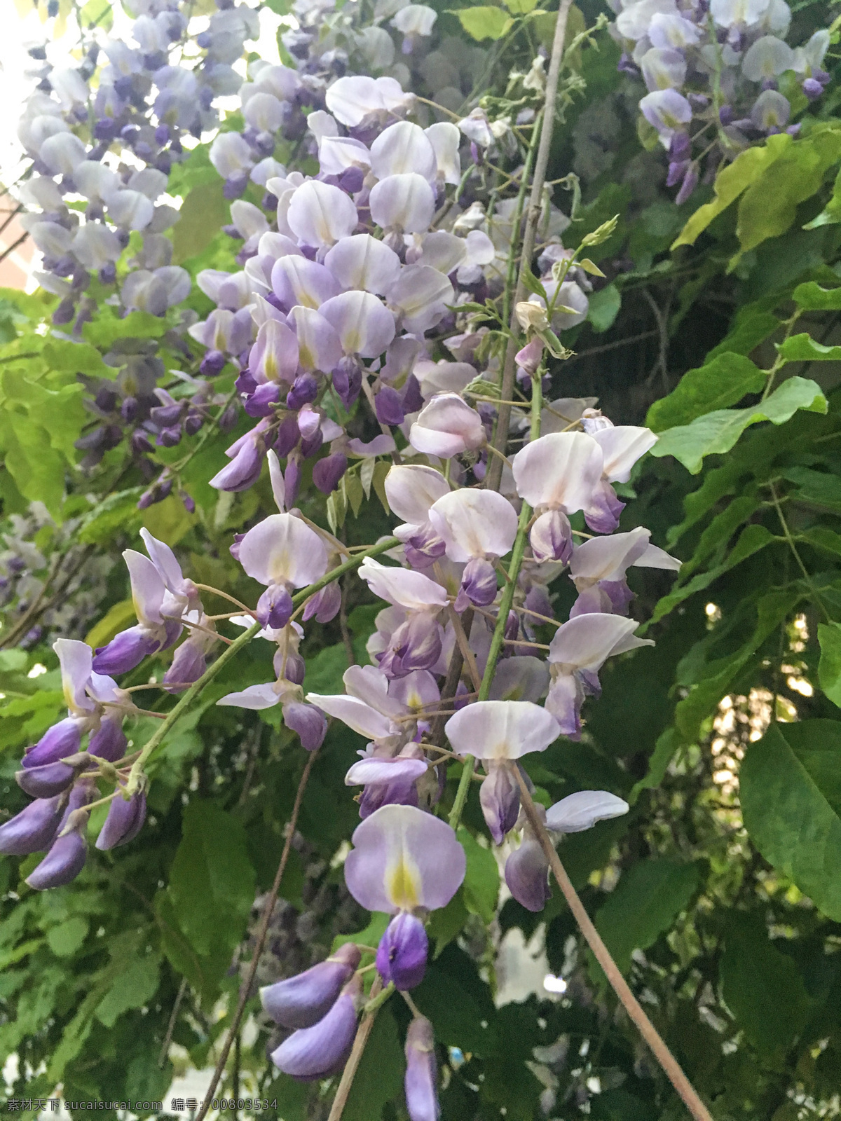 紫藤 花朵 花卉 春天 春意 天津 自然景观 自然风景