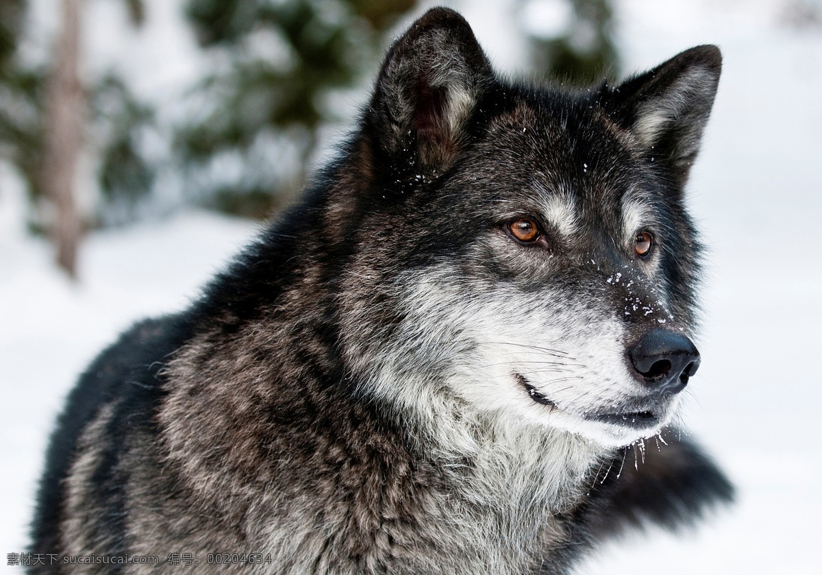 灰狼 雪狼 狼 森林狼 野狼 野兽 动物摄影 野生动物 生物世界