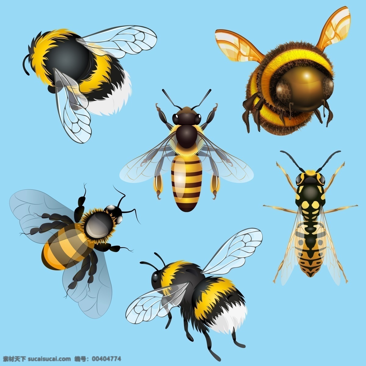 动物 蜜蜂素材 动物素材