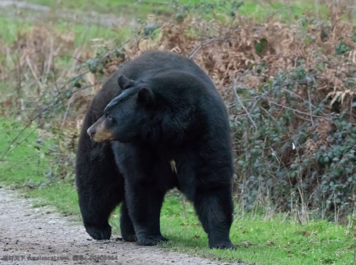 凶猛 黑熊 凶猛的黑熊 大黑熊 黑瞎子 大熊 熊熊 亚洲熊 野生动物 保护动物 珍惜动物 生物世界