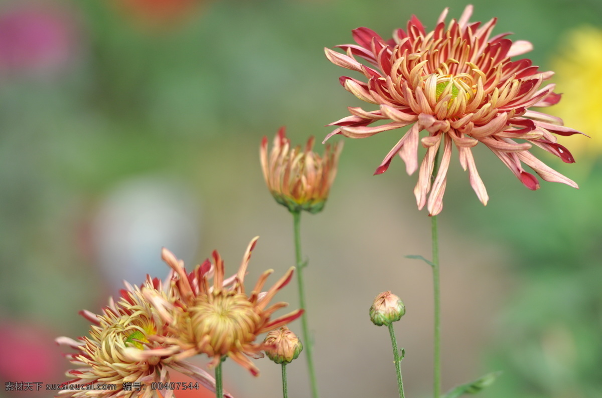 秋天 花园里 盛开 鲜花
