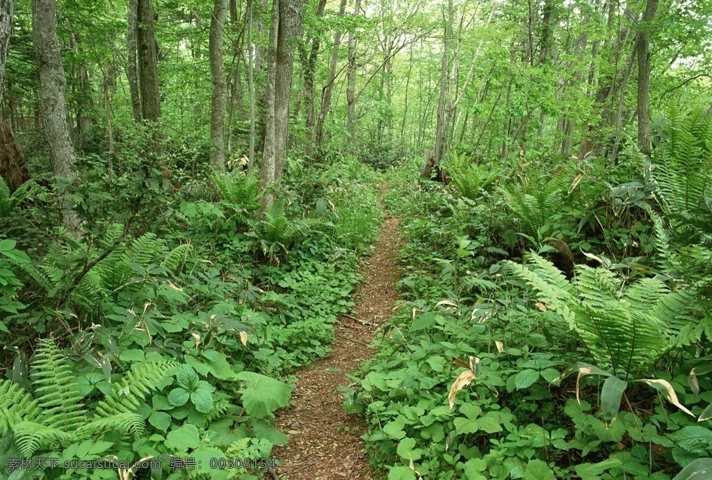树林 树木 乡间小路 草丛 乡村小路 自然景观 山水风景