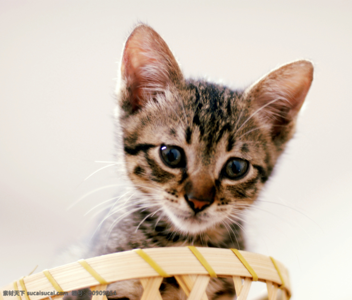 筐子里的小猫 猫 小猫咪 特写 筐子 动物摄影 生物世界 家禽家畜