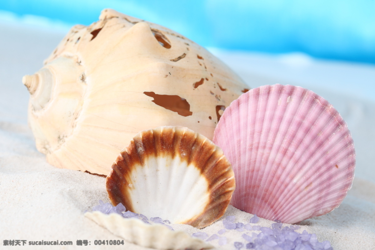 沙滩 上 海螺 贝壳 海底动物 海底世界 海水 海洋生物 动物 海洋海边 自然景观 白色