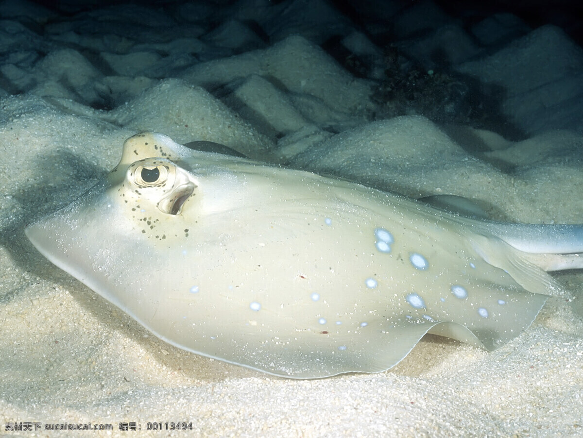 海洋生物 海底世界 海洋 礁石 生物世界 鱼 鱼类 珊蝴礁石 珊蝴 海底景色