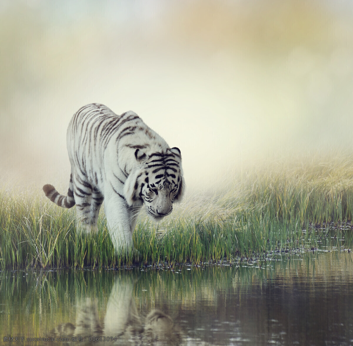 炫酷老虎 唯美 炫酷 可爱 动物 野生 凶猛 老虎 孟加拉虎 白虎 生物世界 野生动物