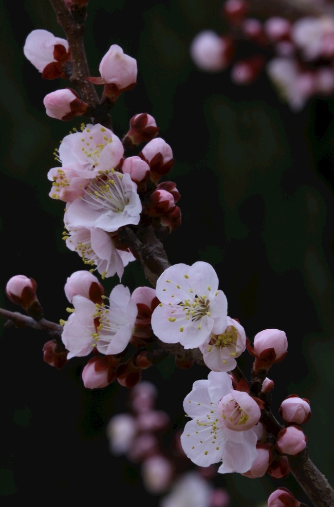 天坛古杏花 花朵 花瓣 花蕊 杏树花 树枝 杏树 花卉 花儿 花草 园林景观 绿化景观 杏树杏花 生物世界