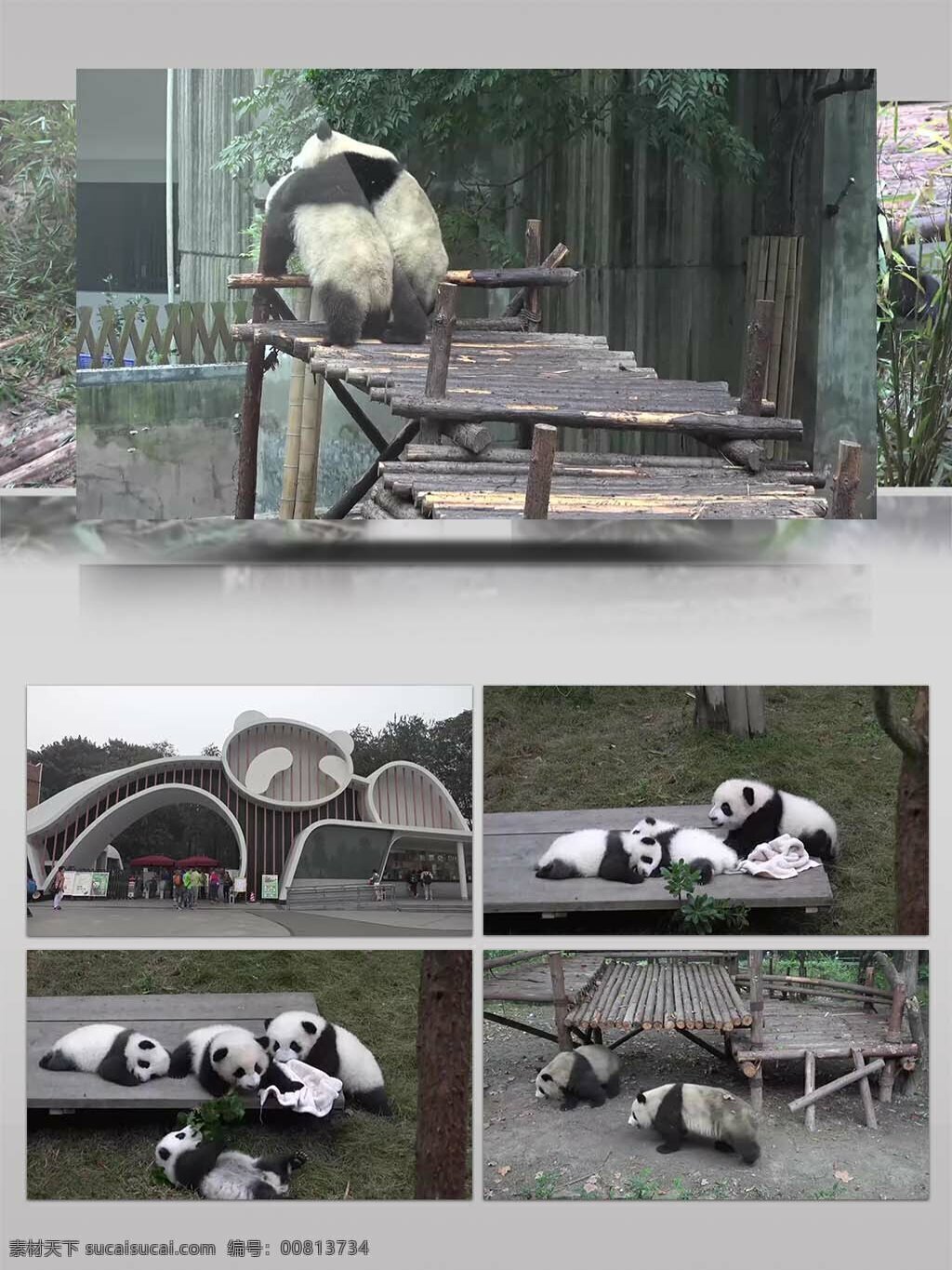 4k 超 清 实拍 成都 熊猫 繁育 基地 视频 国宝大熊猫 野生大熊猫 野外大熊猫 野外风景 野外旅游