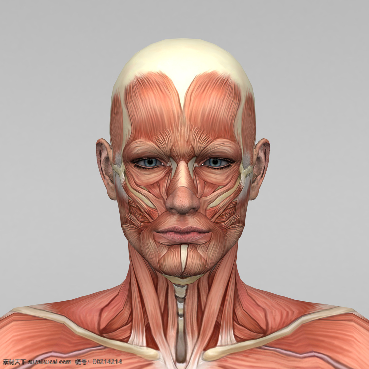 头部 肌肉 组织 头部肌肉组织 人体 素描画 女性 人体肌肉器官 其他人物 医疗护理 现代科技