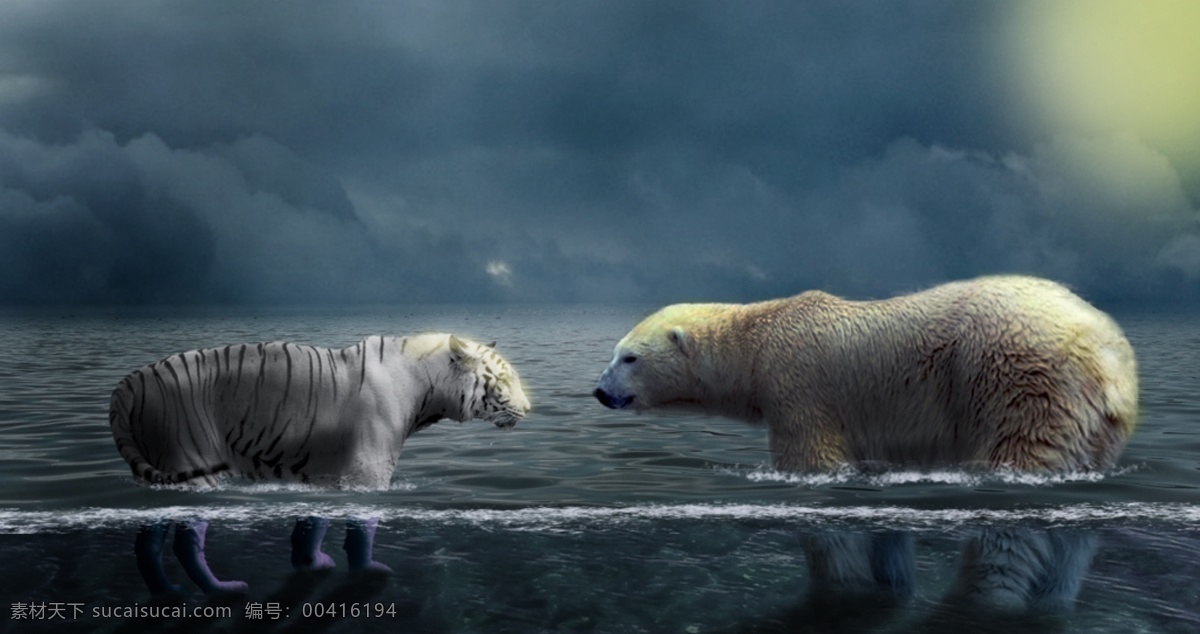 北极熊 老虎 合成 大海 壁纸 装饰 元素 合成图片