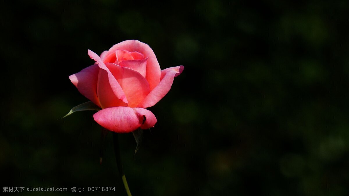 唯美 粉色 月季花 花朵 鲜花 花卉 鲜艳