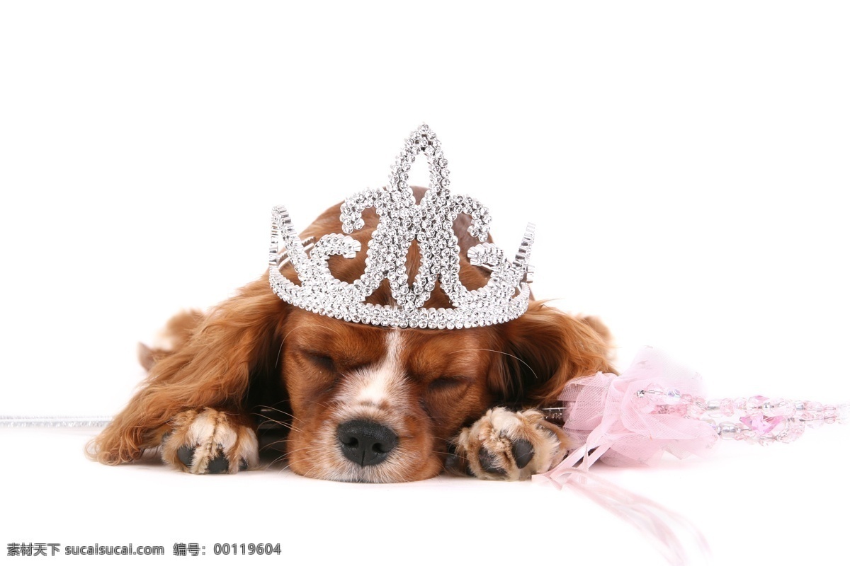 可爱 小狗 动物世界 宠物 睡觉 皇冠 狗狗图片 生物世界