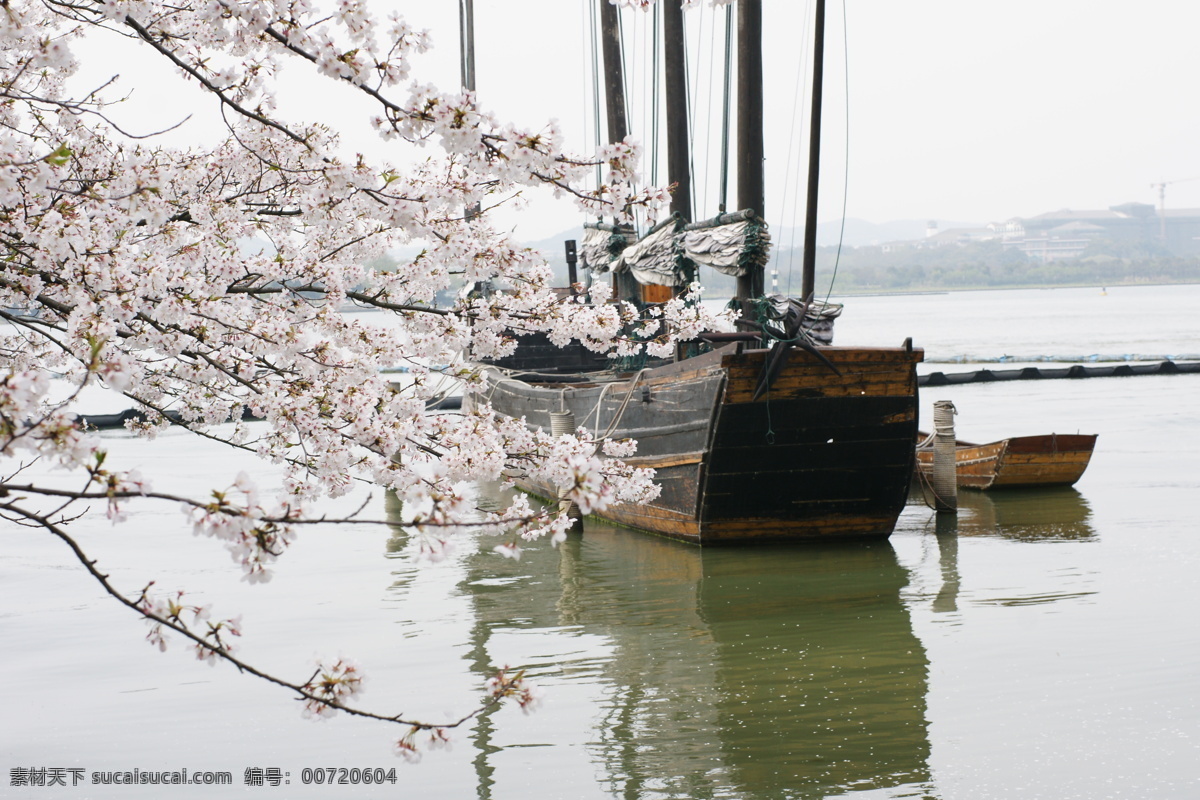 樱花 盛开 春季踏青 倒影 国内旅游 旅游摄影 水面 自然风景 樱花盛开 古老的船 psd源文件