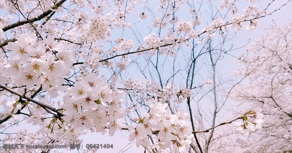 樱花节 樱花树 浪漫樱花 白色樱花 生物世界 树木树叶