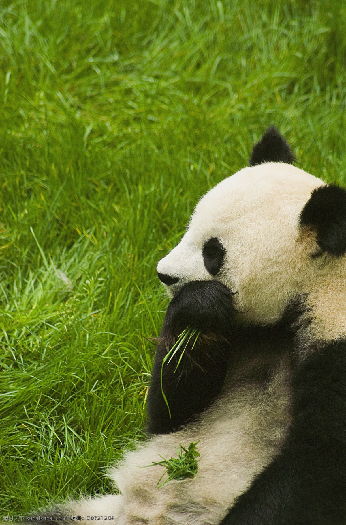 摘 草 吃 国宝 熊猫 高清图片 jpg图库 摄影图片 脯乳动物 保护动物 野生动物 生物世界 草地 吃草的熊猫 猫咪图片
