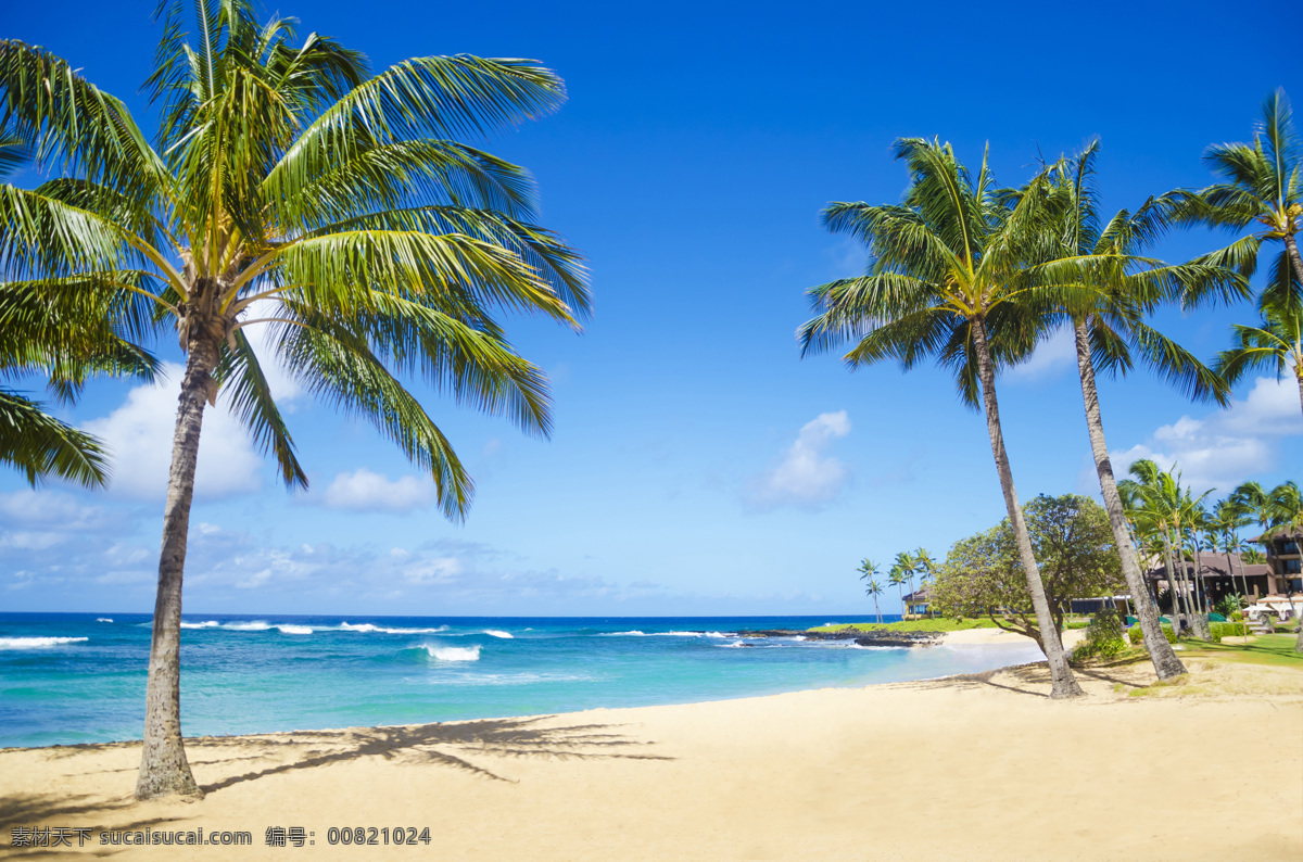 棕榈 棕榈树 海边风景 风光 蓝天 椰树 椰子树 马尔代夫 沙滩 海滩 夏天 自然景观 自然风景
