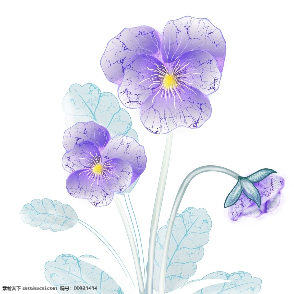 三色堇 透明 质感 植物 木槿花 手绘 透明质感 花卉 插画元素 紫色 唯美