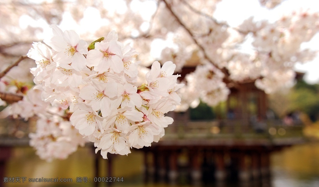 粉色樱花 粉色花 樱花 花卉 特写 底 图 背景 美图 生物世界 花草