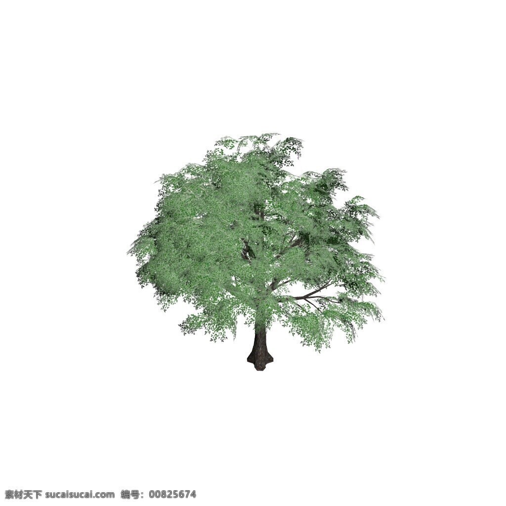 棵 樟树 大 冠 植物 max fbx 带贴图