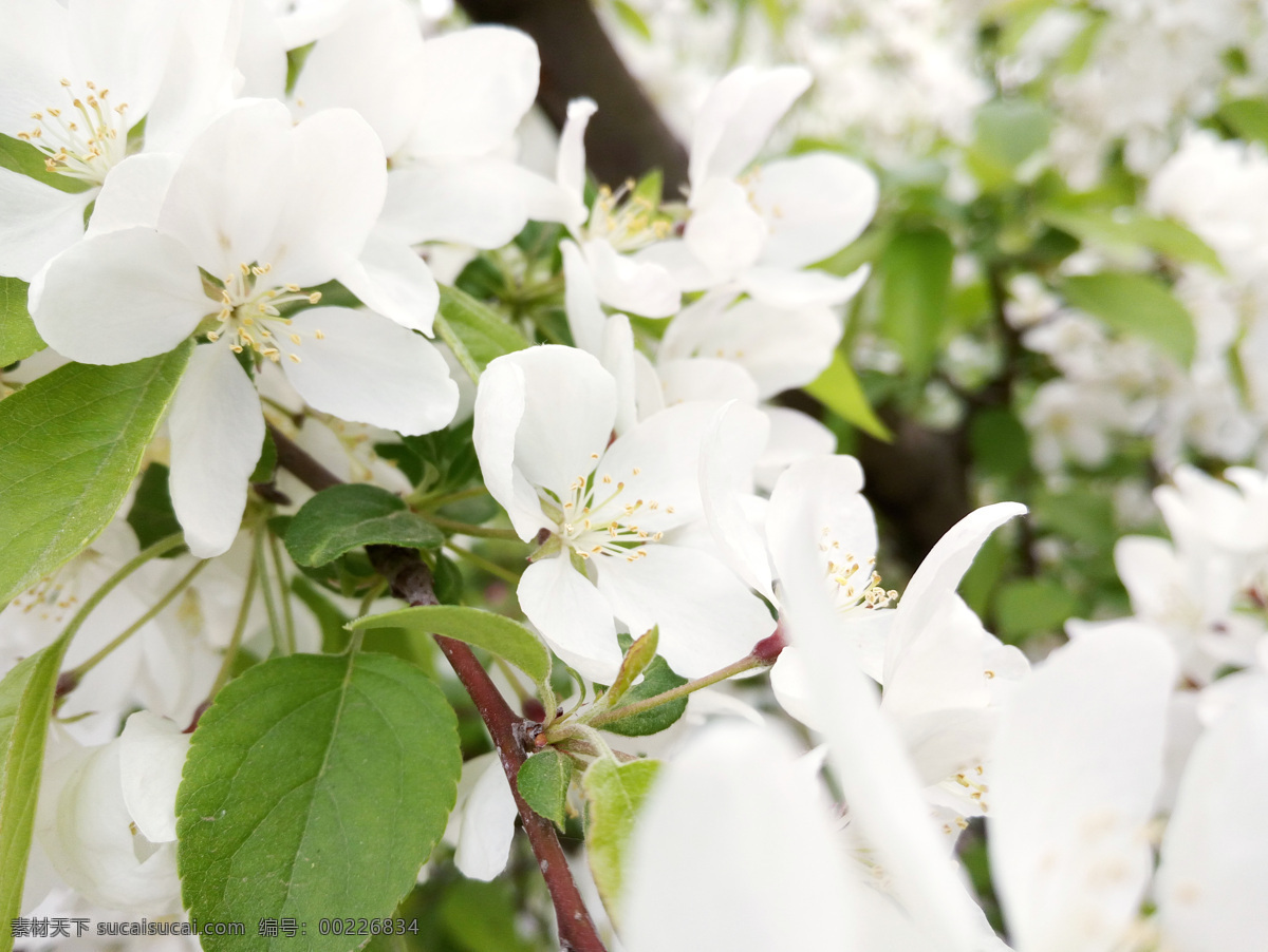 苹果花 苹果树 花特写 高清花朵 白色花 粉色花 李子花 果树 果园 植物 树木 花草 公园风景 园林风景 生物世界