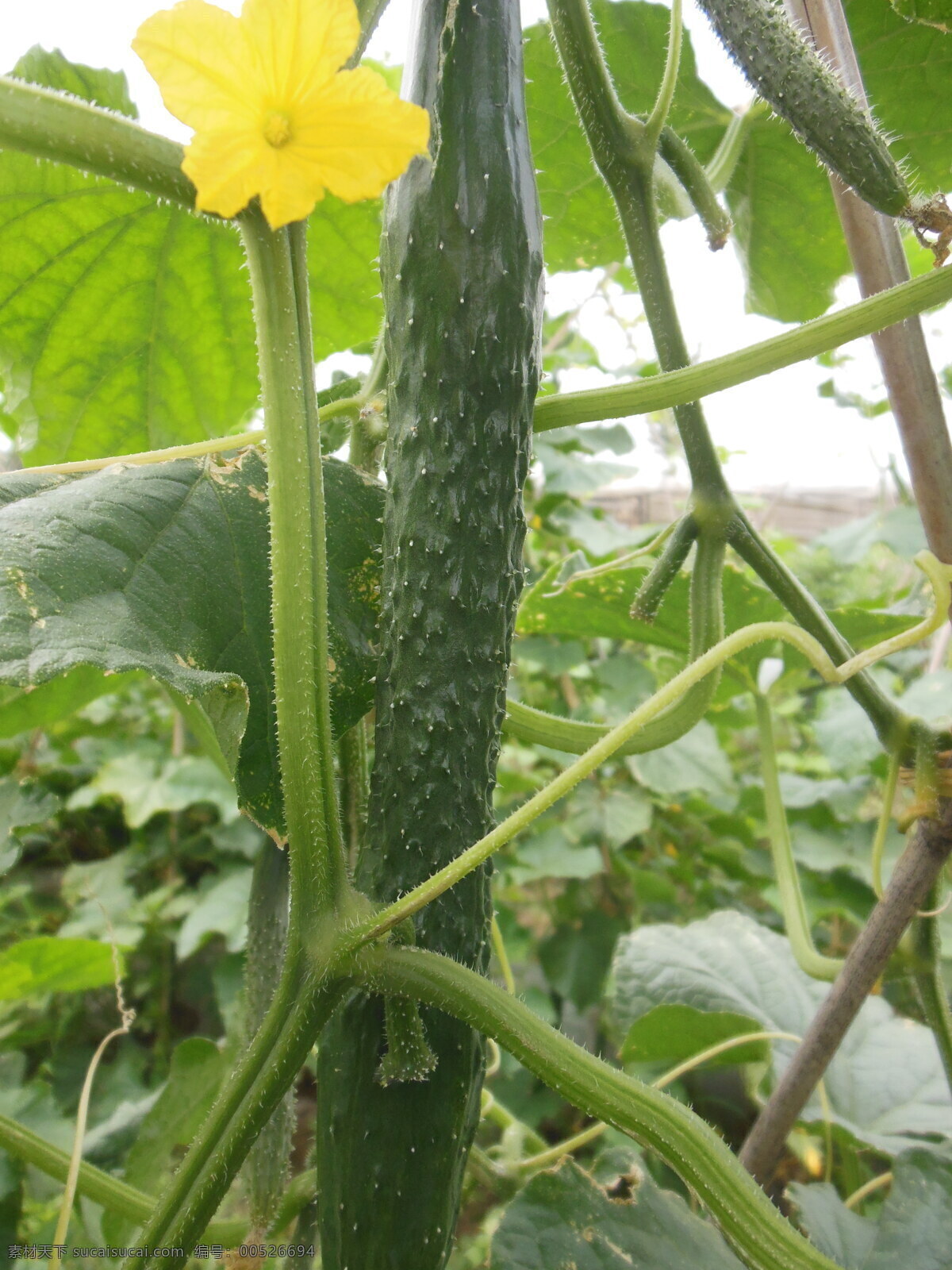 黄瓜 黄花 绿色蔬菜 生物世界 蔬菜 新鲜蔬菜 风景 生活 旅游餐饮