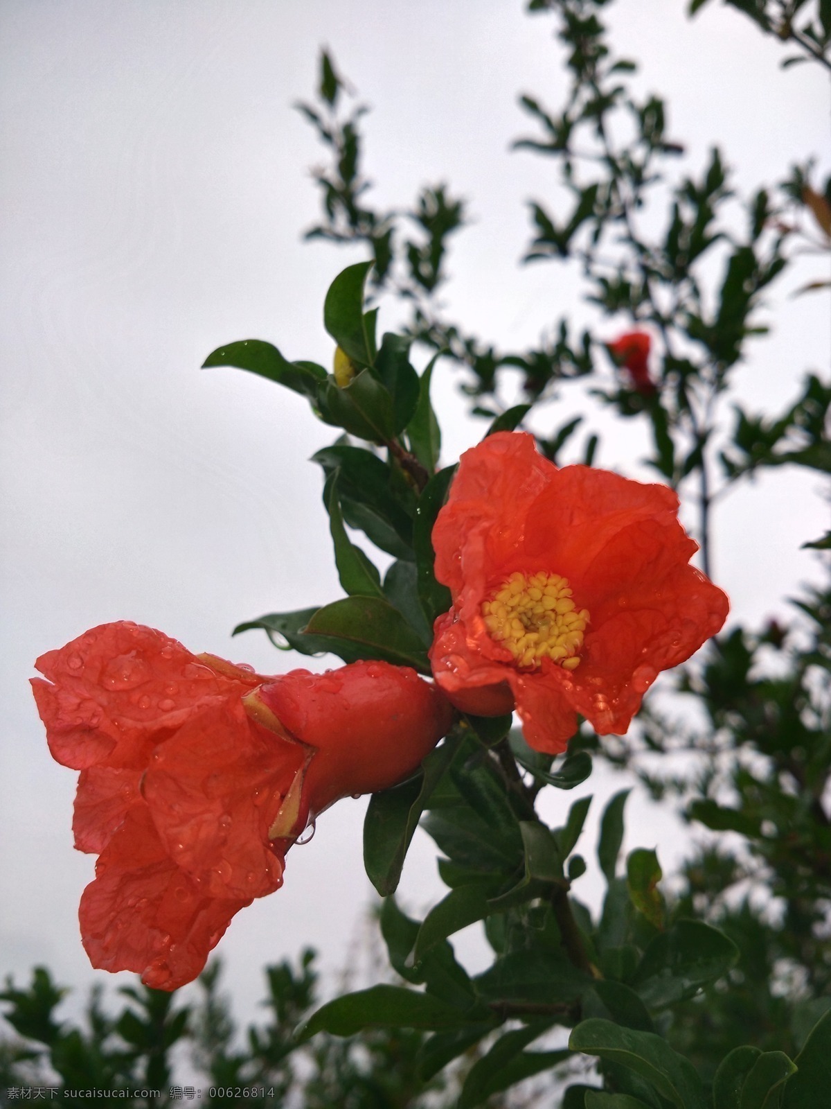 花 红色 石榴花 五月 红色石榴花 夏天花开 生物世界 花草