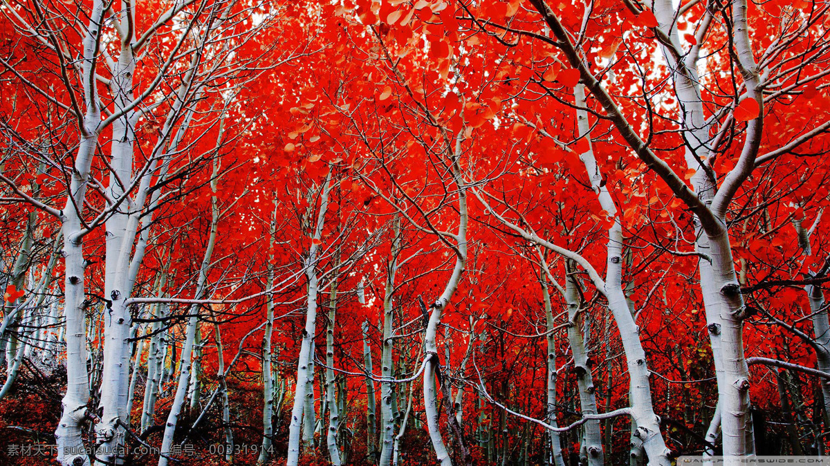 山脉红树林 红色 树 秋天 大自然