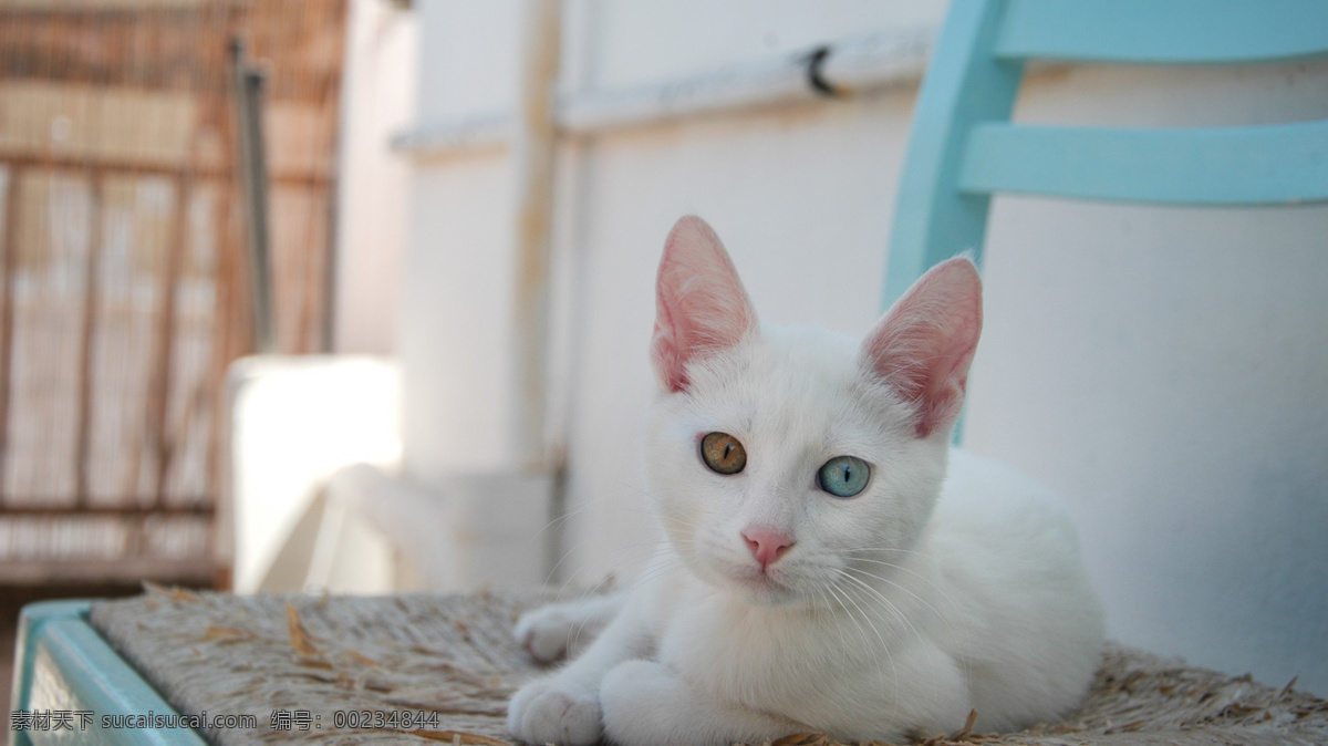 猫咪 白猫 小白猫 可爱的猫咪 阴阳眼 阴阳眼的猫咪 宠物猫 家猫 动物图片 生物世界 家禽家畜