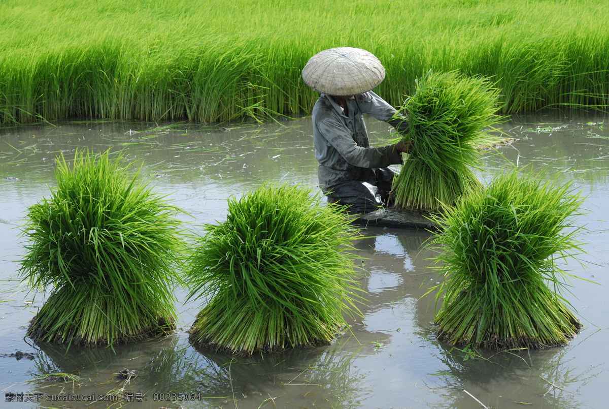 稻谷 稻穗 大米 粮食 稻米 稻子 稻田 食材原料 餐饮美食 绿色