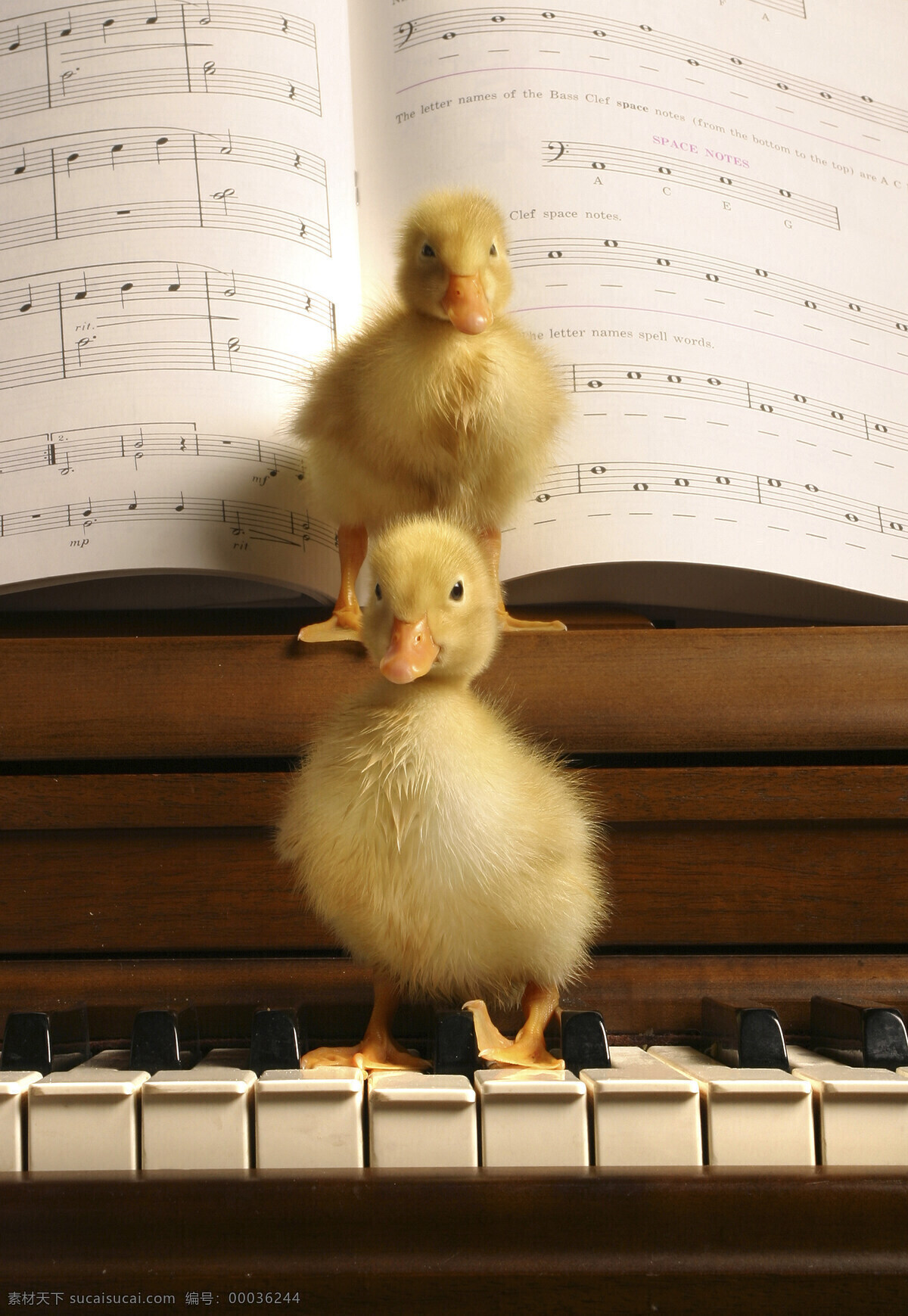 站 钢琴 上 两个 小 鸭子 动物 小鸭子 音乐 乐器 黑白键 两只小鸭子 乐谱 五线谱 站立 陆地动物 生物世界 黑色