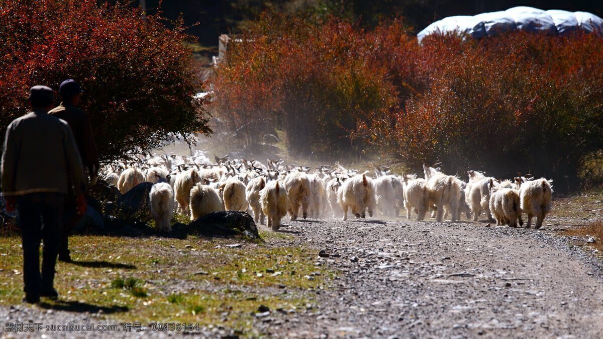 甘肃河西走廊 风景 甘肃 河西走廊 赶羊 高清 生物世界 家禽家畜