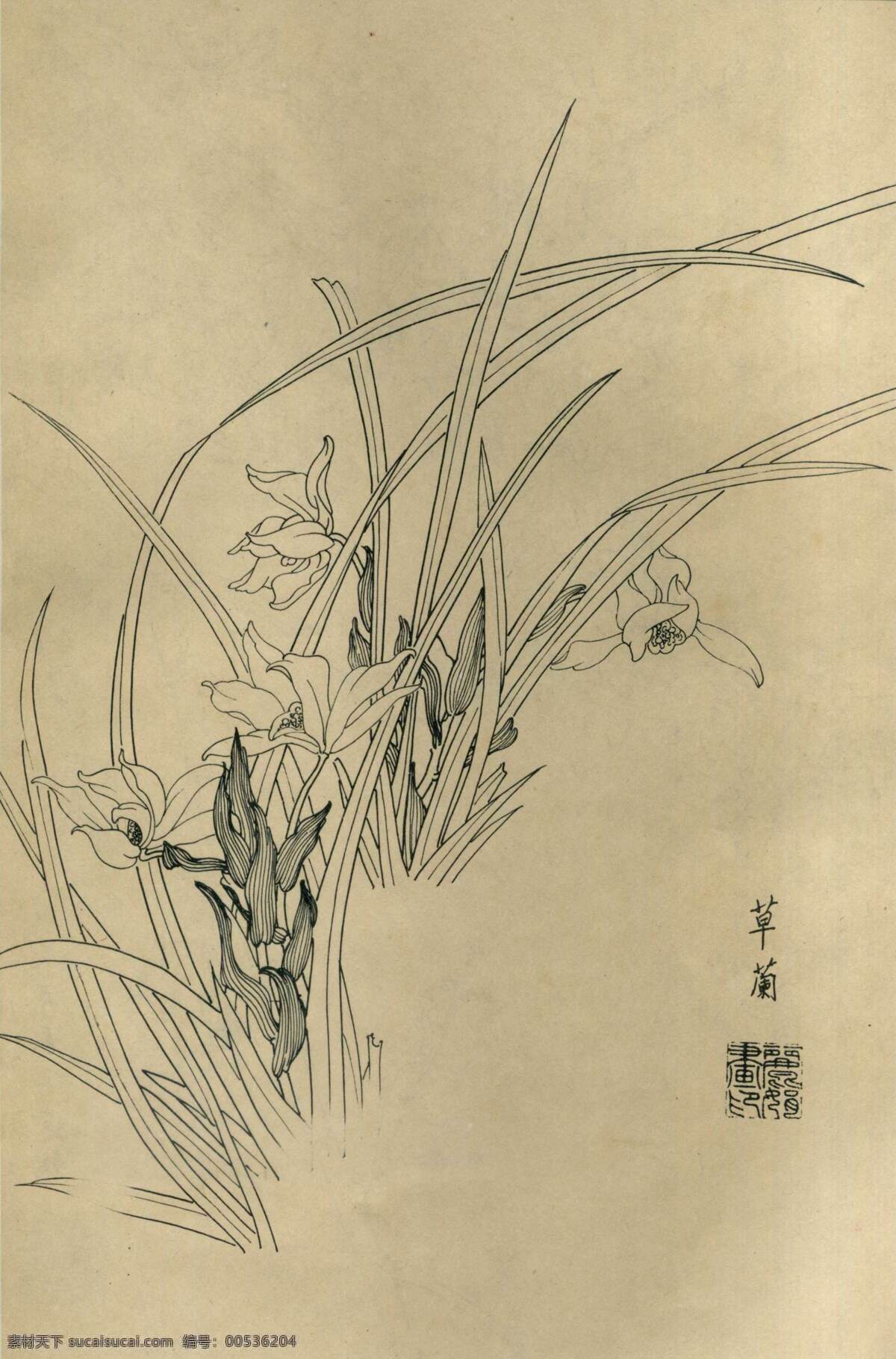 百花 图谱 兰花 花草 花 白描 线描 黑白稿 绘画 花谱 杨柳青画社 工笔画 画社 缪丽娟 百花图谱 草兰 文化艺术 绘画书法 设计图库