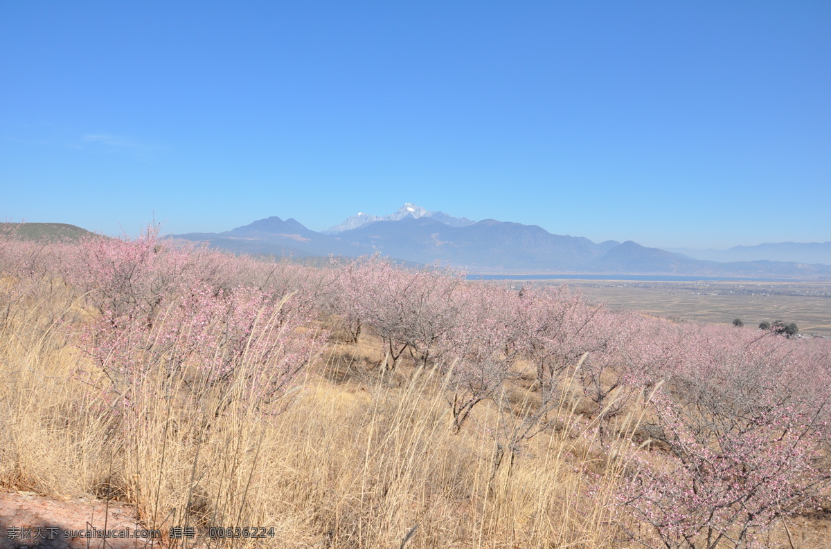 远眺 雪山 春天 风景 树木 小花 自然风景 自然景观 远眺雪山 psd源文件