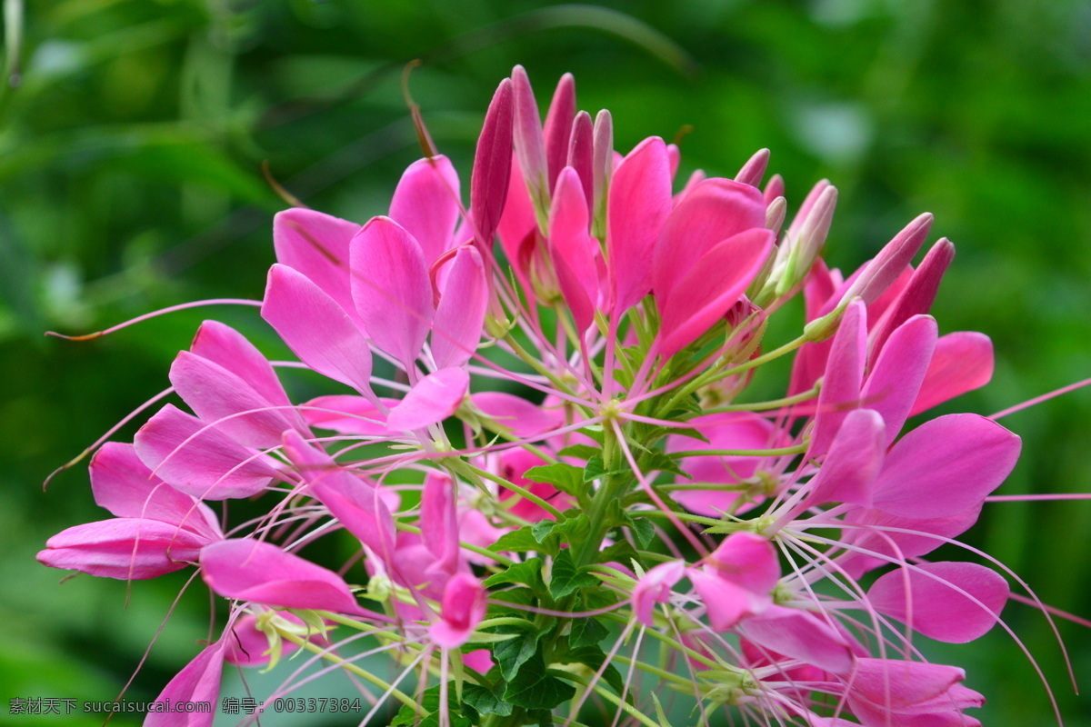 醉蝶花 西洋白花菜 凤蝶草 紫龙须 蜘蛛花 花卉 花朵 花瓣 草花 绿化景观 植物 花儿 花蕊 观赏花卉 生物世界 花草