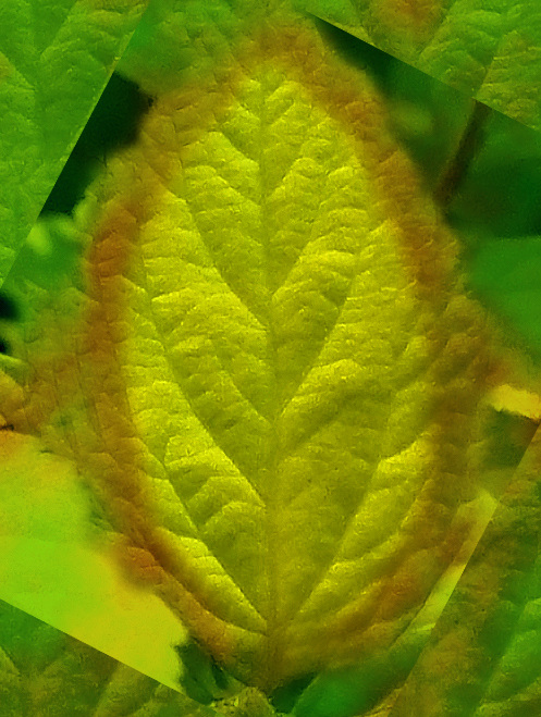 高 精细 植物 植物模型 spiraea 绣线菊 树木模型 3d模型素材 动植物模型