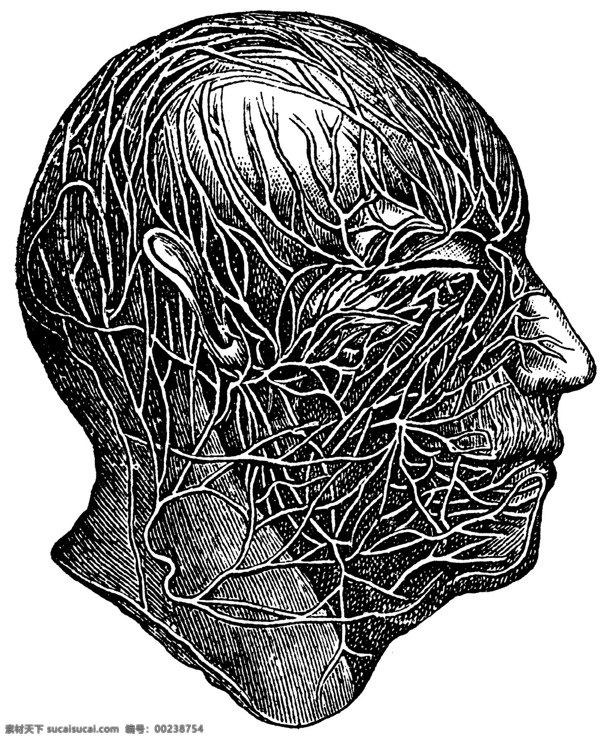 人体 头部 血管 神经网 神经 网 人体头部 医学 解剖 法医 人体解剖 医疗护理 现代科技