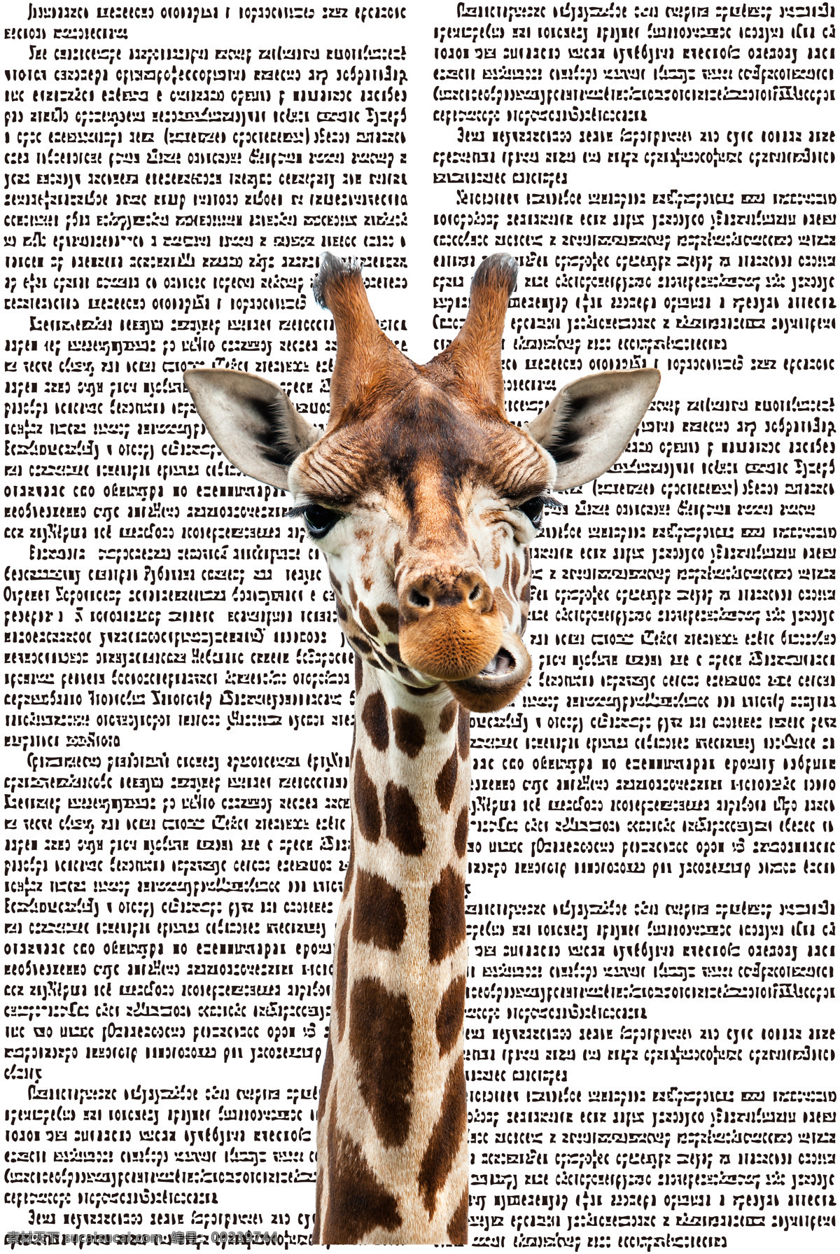 滑稽的长颈鹿 滑稽 长颈鹿 脸 长脖子 咀嚼 报纸素材 环境设计 无框画