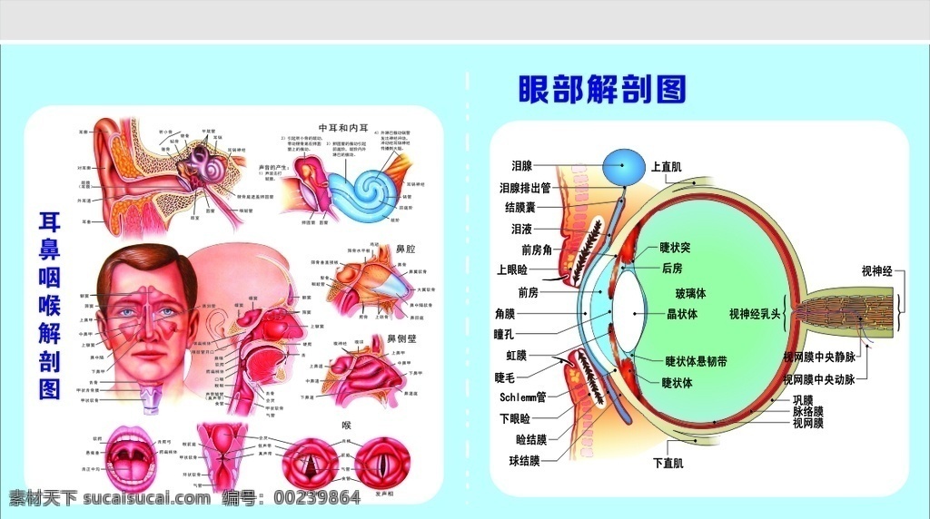 耳鼻 解剖图 耳朵 鼻子 眼部 人体解剖图