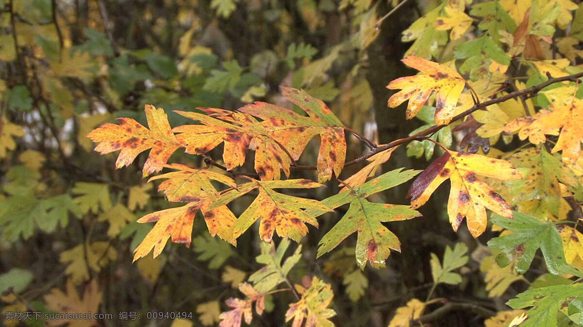 红色 黄色 叶子 股票 视频 德国 秋 秋天 森林 视频免费下载 树 叶 自然 其他视频