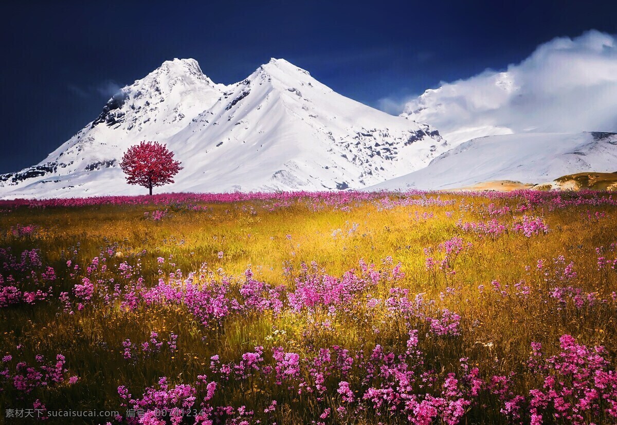 雪山 山 阿尔卑斯山 草甸 夏天 景观 黄色 自然景观 山水风景