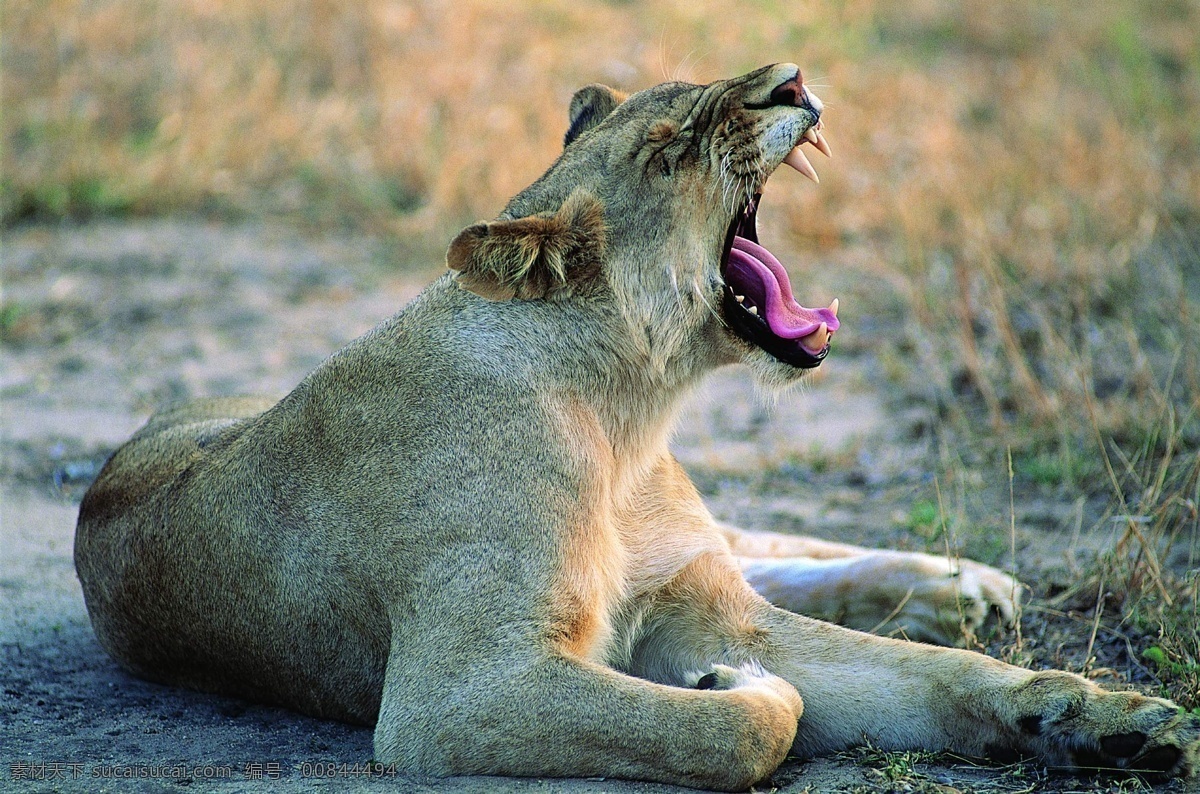 母 狮子 野生动物 怒吼 狮吼 凶猛野兽 非洲大草原 栖息 生物世界