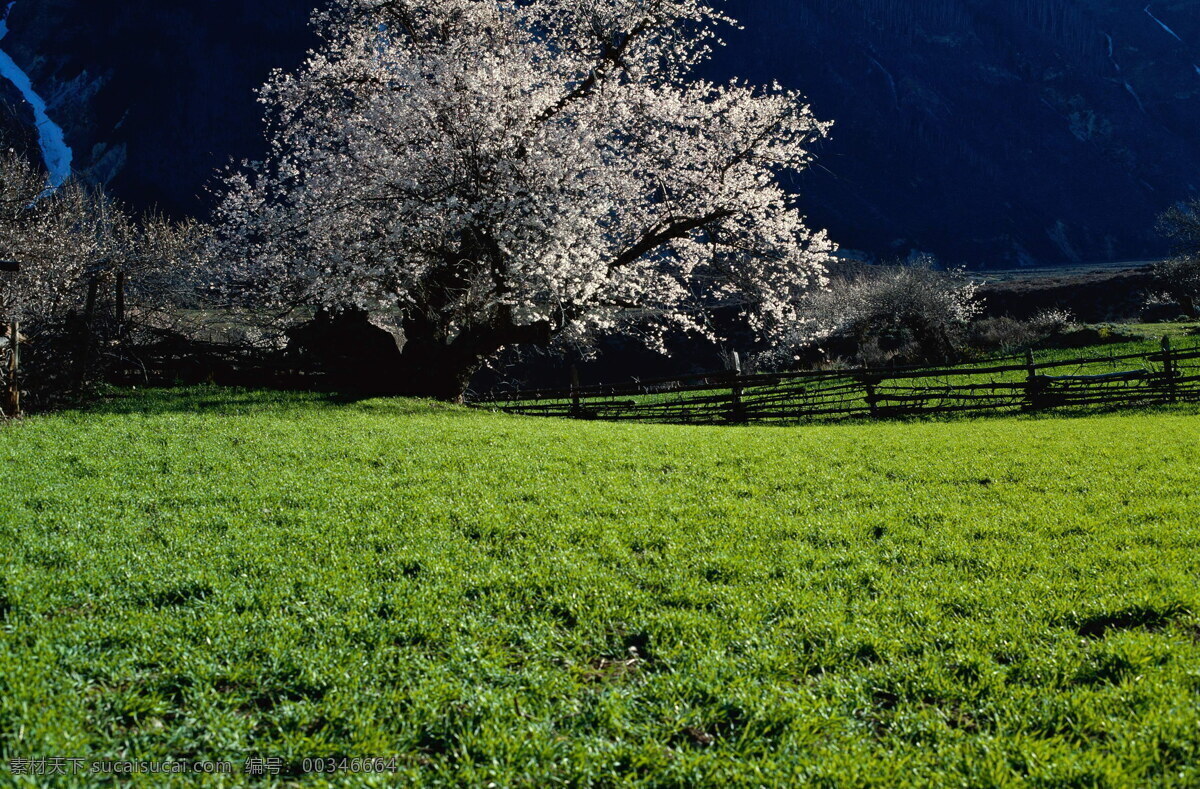 森林 风光 背景 风景 季节 旅游 森林风光 摄影图库 树 树林 树木 休闲 自然 自然风景 自然景观 生活 旅游餐饮