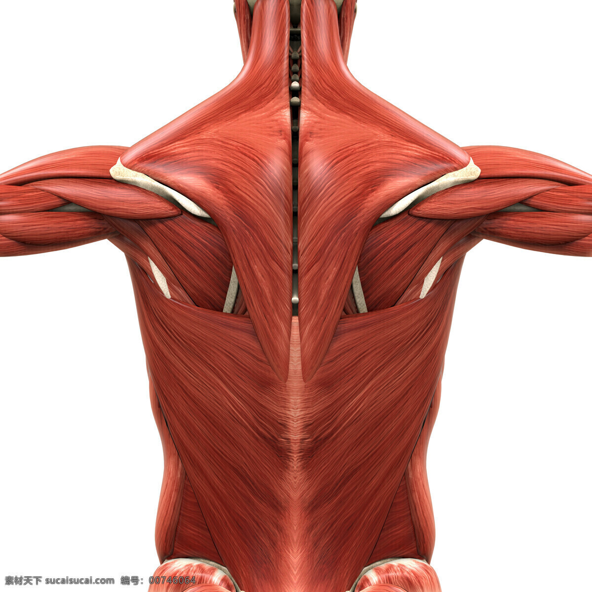 人体 背部 肌肉 组织 背部肌肉 人体肌肉组织 人体肌肉器官 肌肉结构 人体解剖学 医疗护理 现代科技