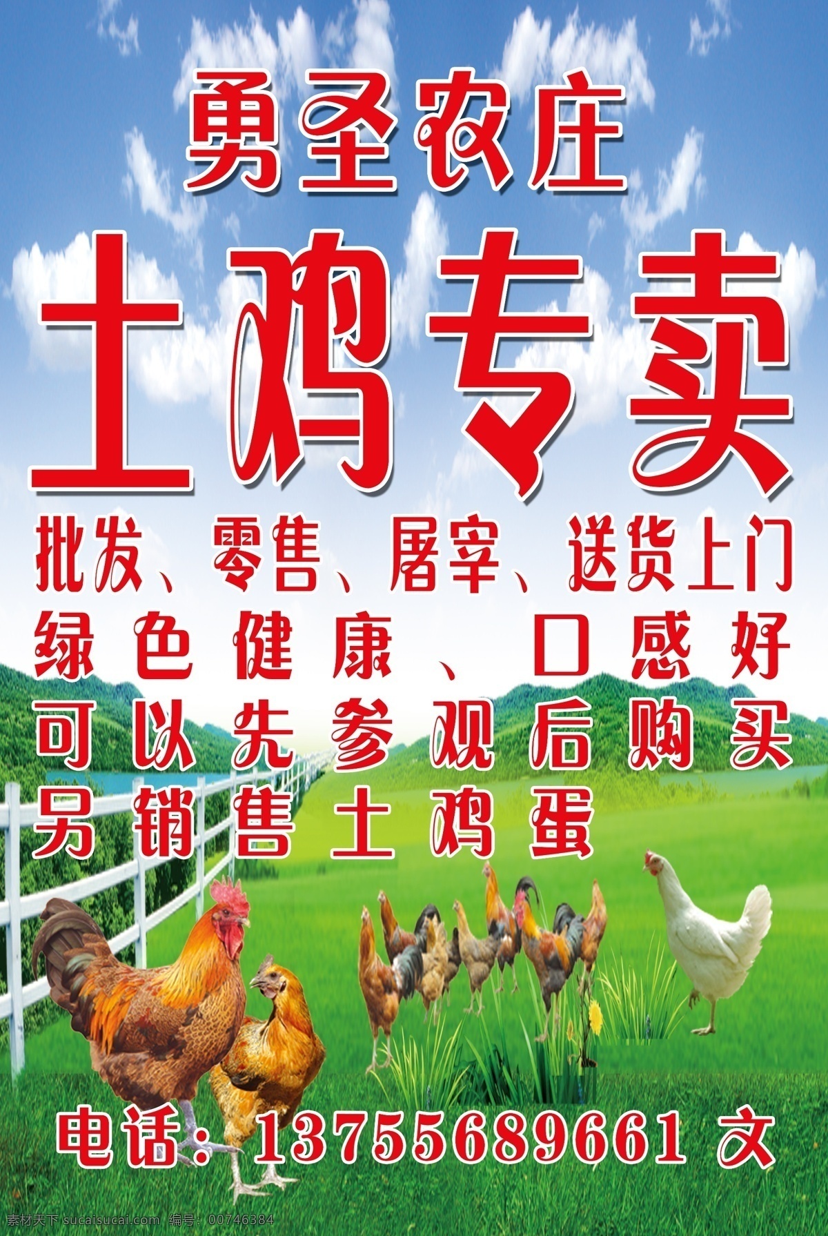 土鸡广告 土鸡 土鸡专卖 农庄 鸡 土鸡销售 绿色