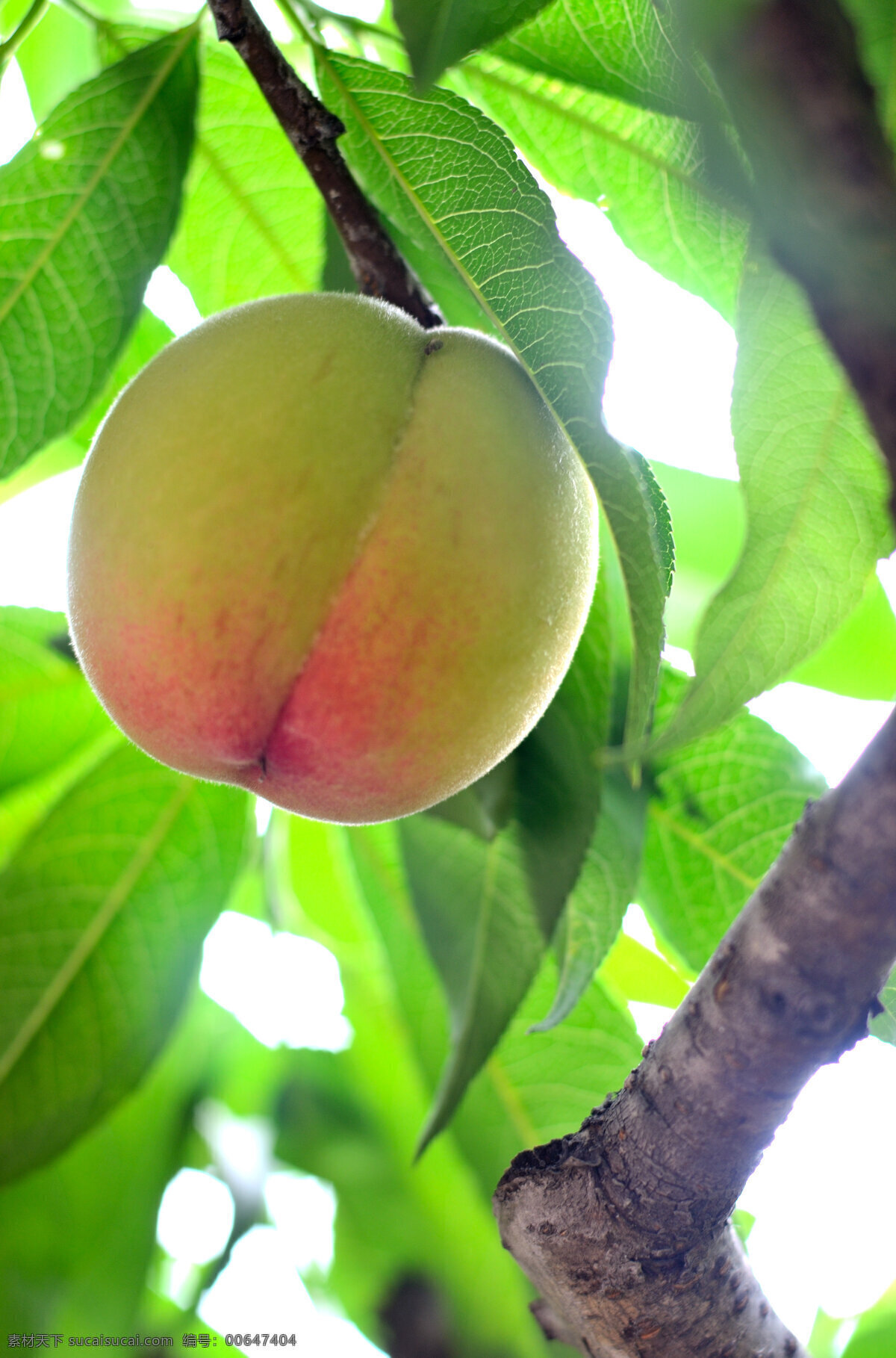 水果 桃子 水蜜桃 阳山水蜜桃 桃 树上的桃子 原创水果摄影 生物世界 绿色
