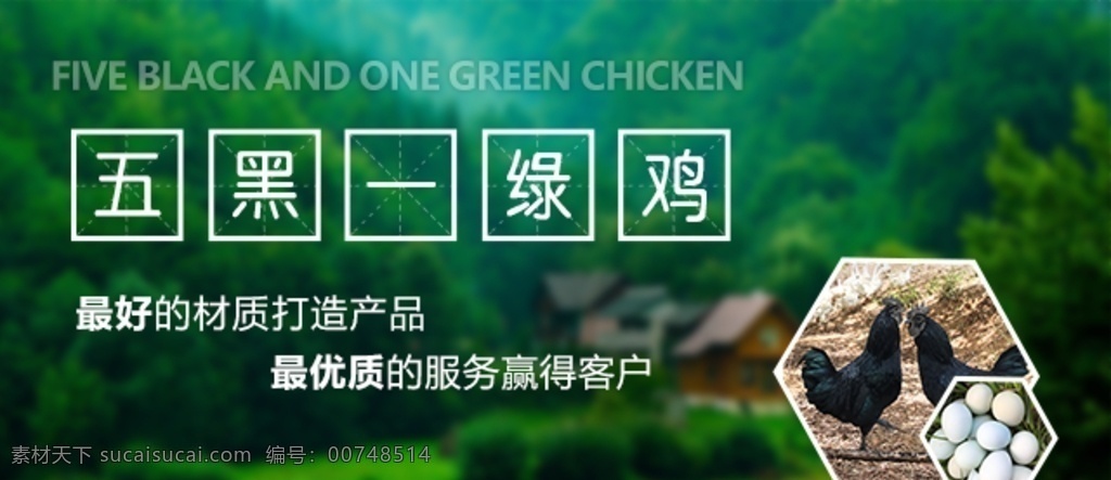 五黑一绿鸡 banner 绿蛋 五黑鸡 黑鸡