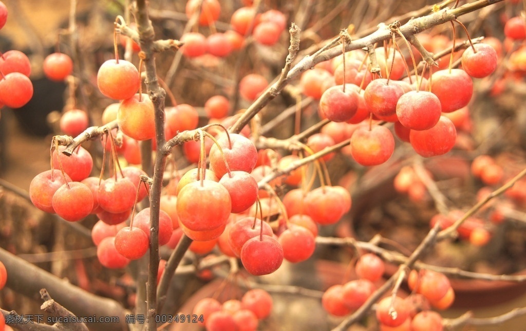 长寿果 红果 其他生物 生物世界