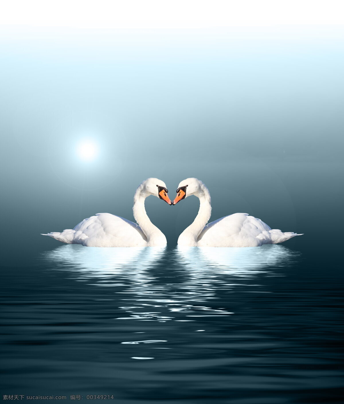 唯美天鹅 爱情 唯美 天鹅 湖泊 白天鹅 家禽 禽类 动物 蓝色湖泊 白色 羽毛 湖水 水波 波纹 唯美爱情 海洋生物 生物世界 家禽家畜