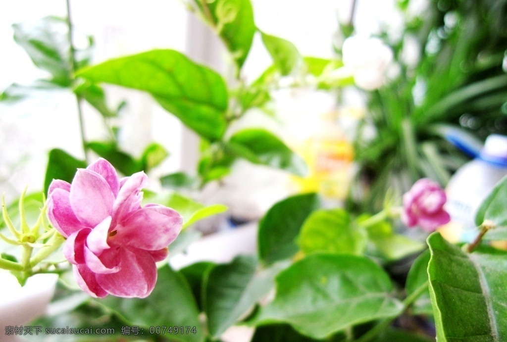 紫色茉莉花 紫色 茉莉花 绿叶 花草 生物世界