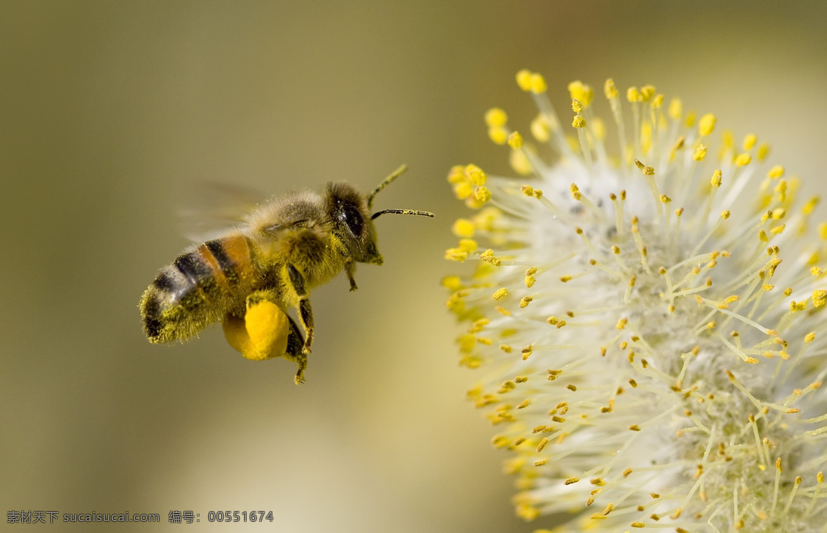 蜜蜂 飞翔 花朵 精灵 昆虫 生物世界 田野 鲜花 野花 采蜜 微观世界